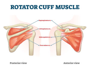 An anatomical diagram of the shoulder and rotator cuff muscles and tendons