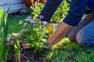 A woman kneels in the garden as she plants bright purple flowers.